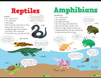 Animals: Amphibians and Reptiles