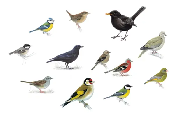 Animals: Birds