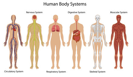 Human Body