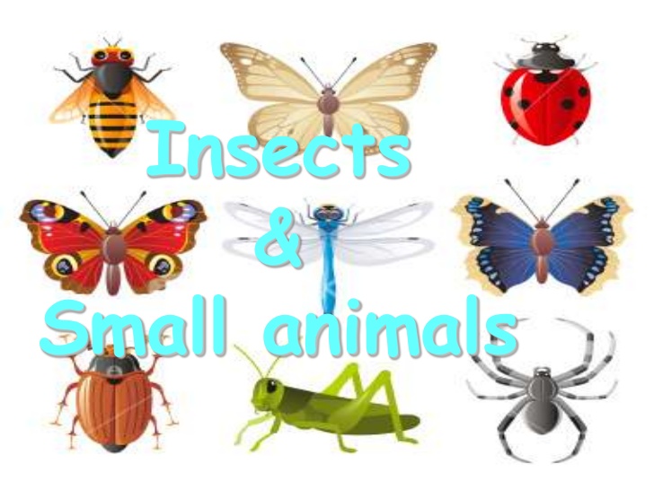 Animals: Insects and Small Creatures