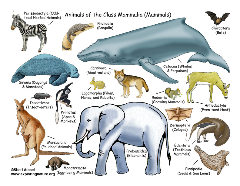 Animals: Mammals