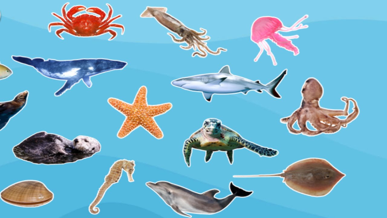 Animals: Sea Animals